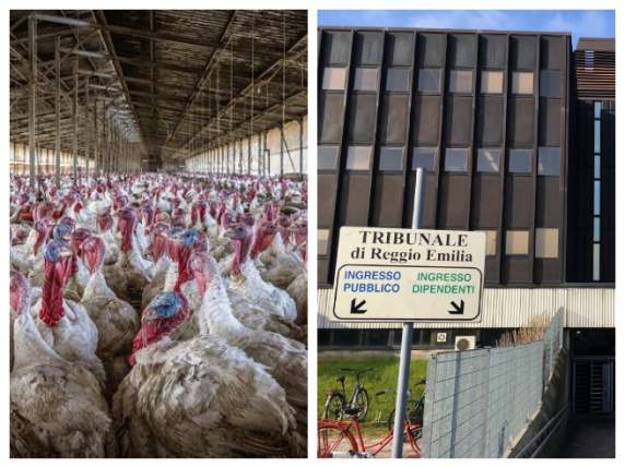 Ordina 20 tonnellate di testicoli di tacchino: salta l'affare senza risarcimenti