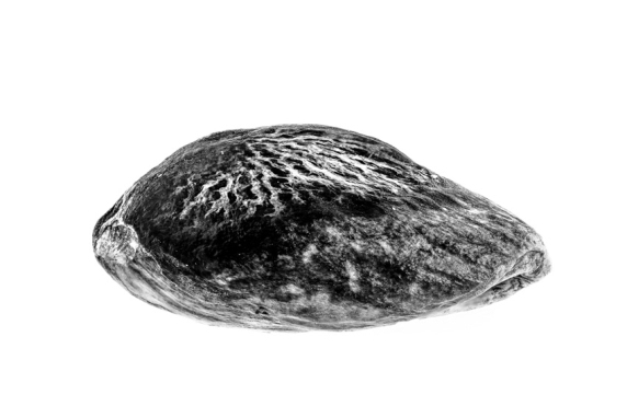 Sony World Photography Awards 2026: ecco le foto dei finalisti per il concorso «Professional»