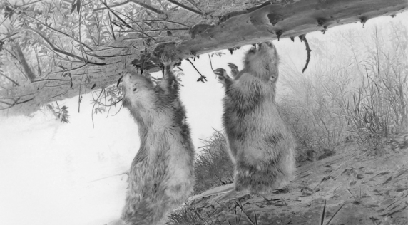 Sony World Photography Awards 2026: ecco le foto dei finalisti per il concorso «Professional»