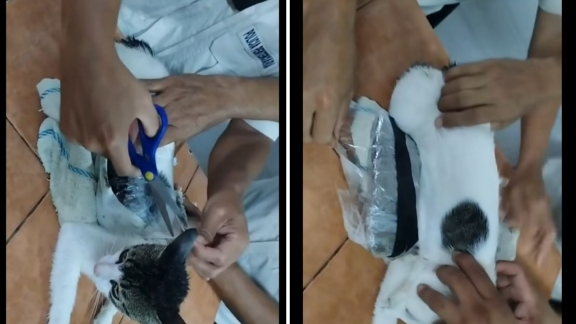 Catturato il «narcogatto» che portava la droga in un carcere del Costa Rica