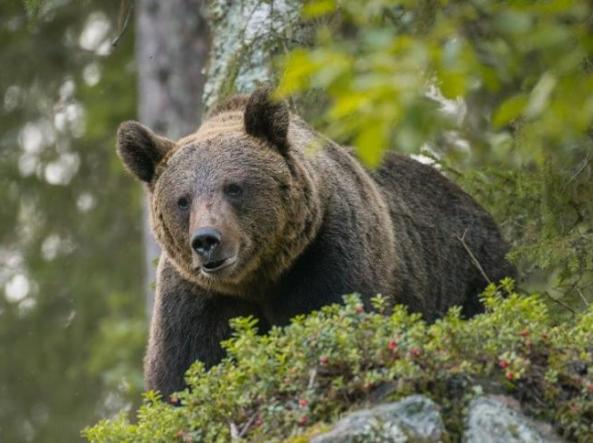 Spray anti-orso, le regole per il corpo forestale trentino. Fugatti:  «Strumento di difesa»