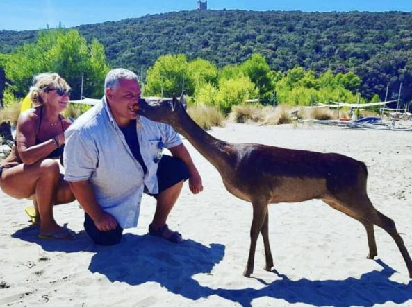 Cerbiatto preso a calci sulla spiaggia il sindaco di Grosseto La