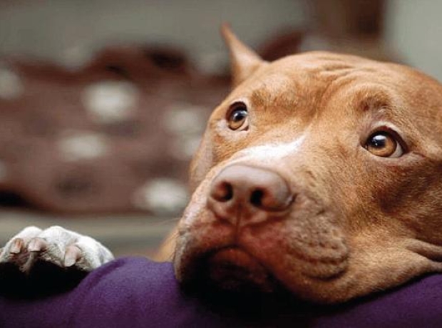 Pitbullcani speciali da maneggiare con cura