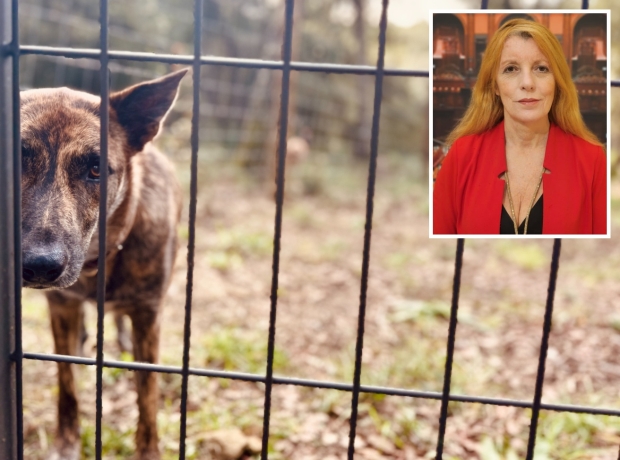 Più denunceanimali liberi da chi li maltrattavanuovi strumenti per magistrati e forze dell'ordine. Cosa è cambiato nel 2025