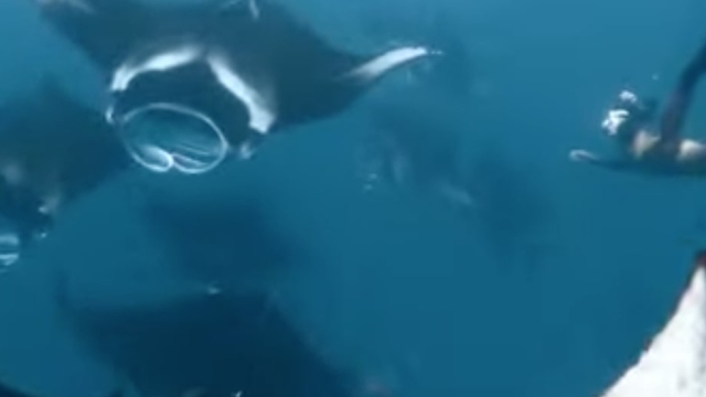 Maldive, incontro ravvicinato con mante giganti: il subacqueo racconta l’emozione di una vita