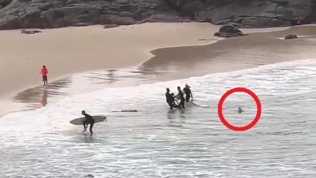 Australia, terrore in spiaggia: squalo attacca il surfista e lo segue fino a riva