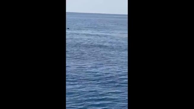 Una foca monaca avvistata vicino Punta Carena