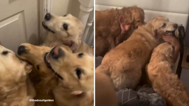 Cinque calorosi Golden Retriever svegliano il padrone al mattino