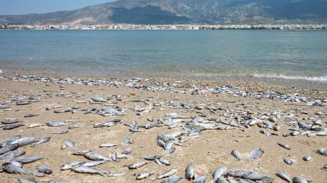 Tonnellate di pesci morti nel porto di Volos in Grecia, disastro ecologico