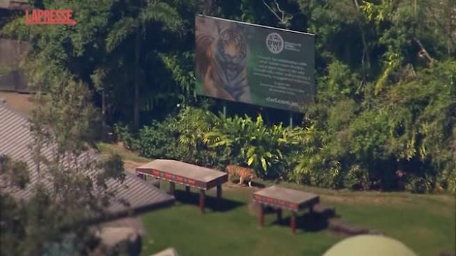 La tigre di un parco divertimenti in Australia morde l'addestratrice