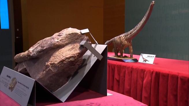 Hong Kong, scoperti fossili di dinosauro: il video dei reperti trovati su un'isola disabitata