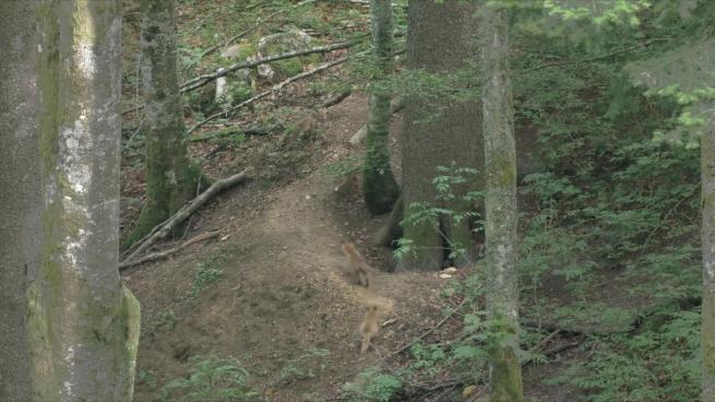 Nella foresta delle linci, tra volpi, cinghiali e caprioli