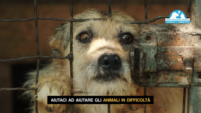 Leidaa, un sms solidale per Natale: «Salva chi non ha voce, gli animali»