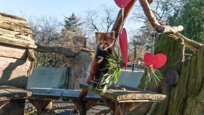 Il piccolo panda rosso Tashi esce dalla tana: la storia dallo «Zoom» di Torino