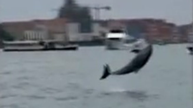 Venezia, il video delle acrobazie del delfino Mimmo in laguna