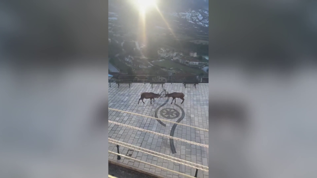Così i cervi si «sfidano» nel centro abitato di Barrea: il video dal Parco d’Abruzzo-Lazio-Molise