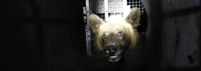 Trovata morta F36, l’orsa che la Provincia voleva abbattere. È giallo sulle cause