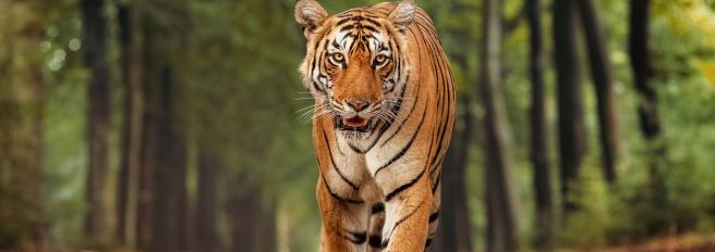 Una tigre del Bengala nella foresta di Bannerghatta in Karnataka, India