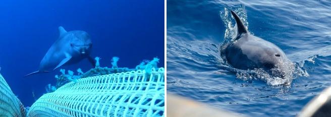 Delfini e pescatori, la convivenza è possibile grazie al progetto “Life Delfi”