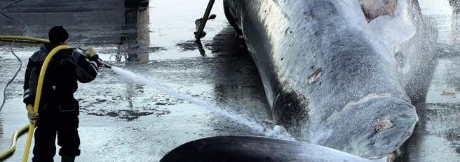 Caccia alle balene in Islanda, fissate nuove quote per la stagione