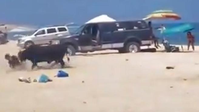 Messico, una turista attaccata da un toro su una spiaggia della California: il video dell'aggressione