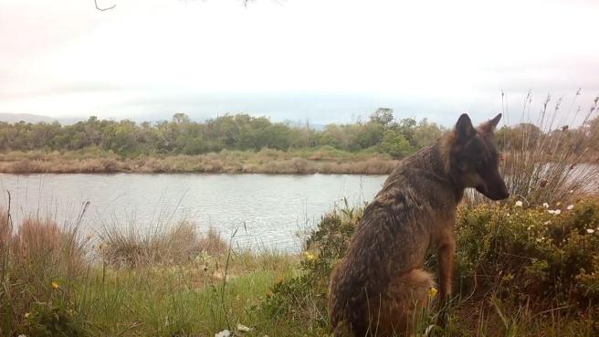 Un (bellissimo) lupo nell'Oasi della Laguna di Orbetello: il video della fototrappola