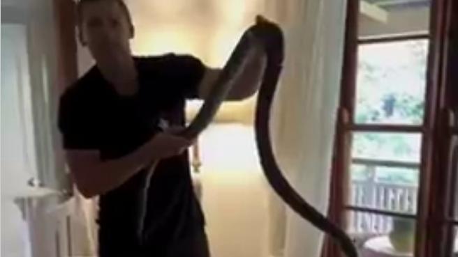 Lasciano aperte porte e finestre e si trovano un pitone di circa due metri in salotto: il video della cattura