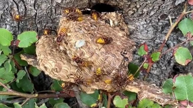 Roma: l'etologo rimuove un nido di calabroni da un parco giochi all'Eur, gli insetti per difendersi spruzzano veleno
