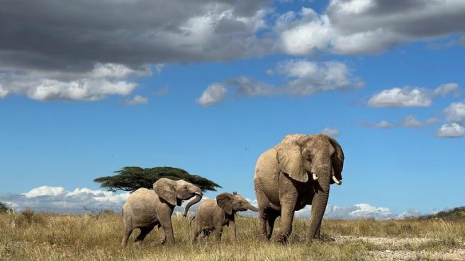 Gli elefanti «si chiamano per nome», come le persone: lo studio in Kenya