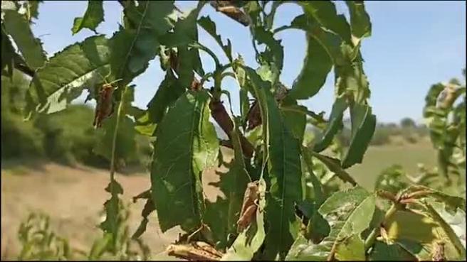 L'invasione di cavallette in Romagna sta distruggendo intere coltivazioni di frutta ed erba medica in Romagna. Gli agricoltori sono costretti ad anticpare il racconto del poco che resta
