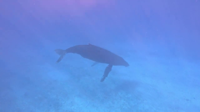 Il canto della balena incanta un sub al largo delle Isole Caicos e Turks: il video del raro incontro
