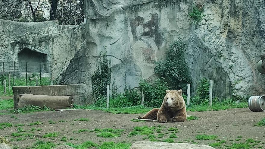 La storia a lieto fine di Kuma, l'orso salvato dal Bioparco di Roma -  Corriere Tv