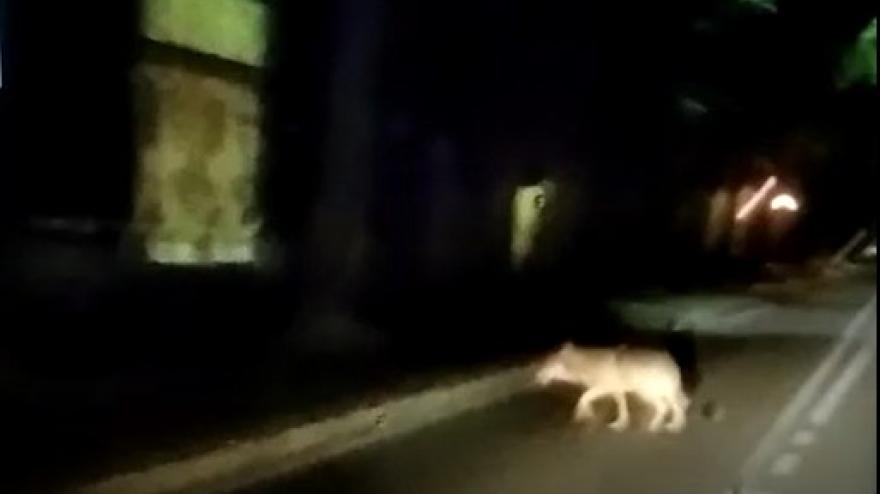 Maltempo a Bologna, Lepore «Via Saffi chiuderà». Il Comune si arrende