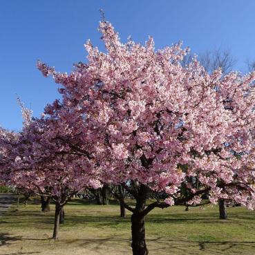 Giornata della Terra, Il giardino dei ciliegi di Tesori d'Oriente: «Una responsabilità sociale verso il pianeta»