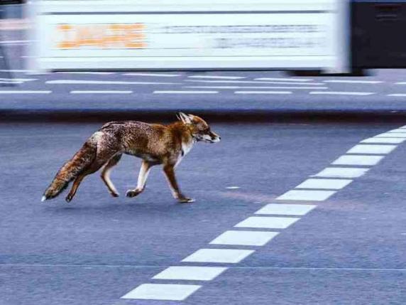 Animali selvatici, «caccia anche in città e nelle aree protette». Gli animalisti contro l'emendamento di FdI
