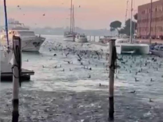 Venezia, il giallo della moria di cefali tra i canali: l'ipotesi che manchi l’ossigeno