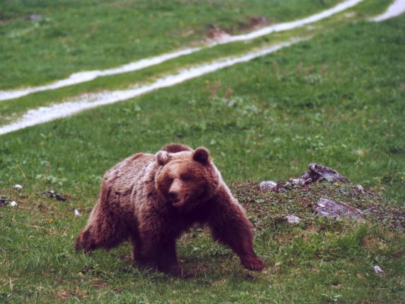 Attacco  dell’orso in Val di Sole, Fugatti avverte: «Se è un recidivo, lo abbatteremo»