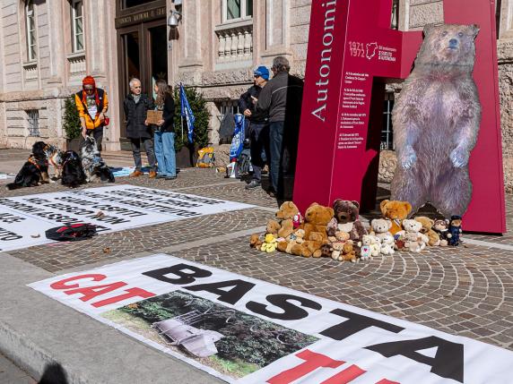 Trento, gli ambientalsiti: «Giù le mani dall’orso MJ5, Fugatti fa campagna elettorale»