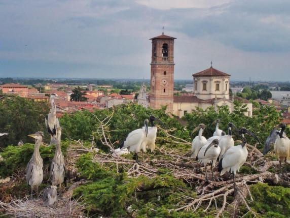 Bergamo, gli ibis del Nilo e gli aironi cenerini coinquilini sui cedri secolari
