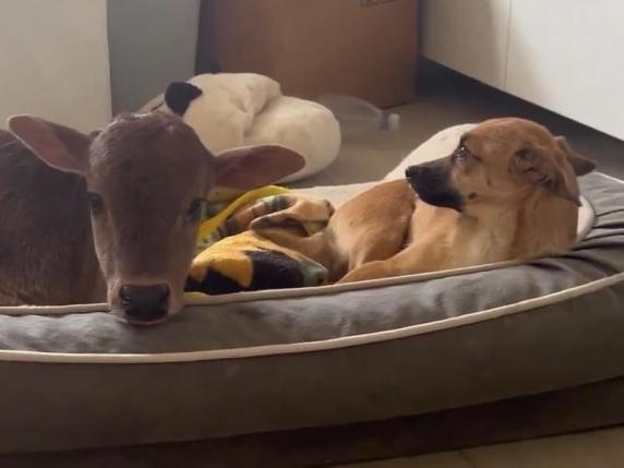 Bruno, il vitellino salvato che ora ha trovato casa (e dorme nella cuccia del suo nuovo amico)