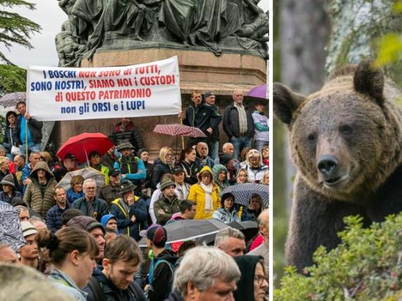 Trento, in mille manifestano contro orsi e lupi: «Abbiamo paura di essere azzannati sotto casa»