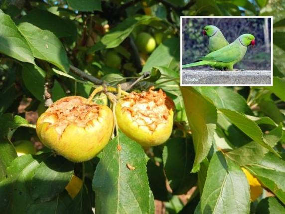 Clima impazzito, in Puglia Sos pappagalli