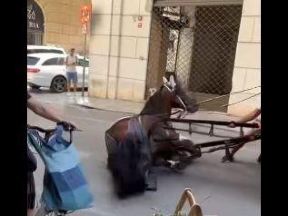 Palermo, cavallo si accascia a terra in pieno centro. La gente grida «vergogna» e filma la scena. Ira dei vetturini