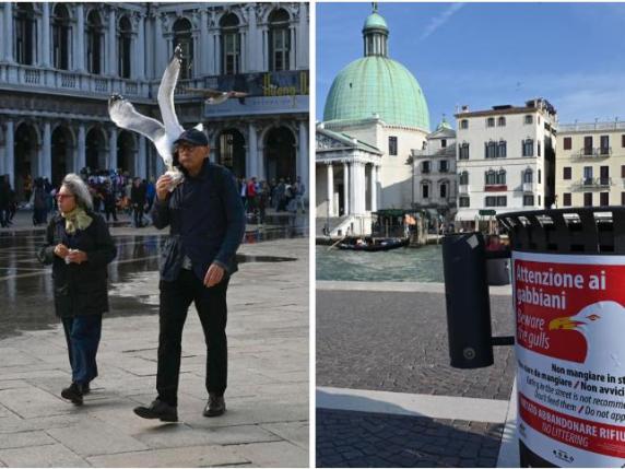 Venezia, gabbiani aggressivi: più attacchi all’uomo. Allarme sui cestini: «Vi possono ferire»