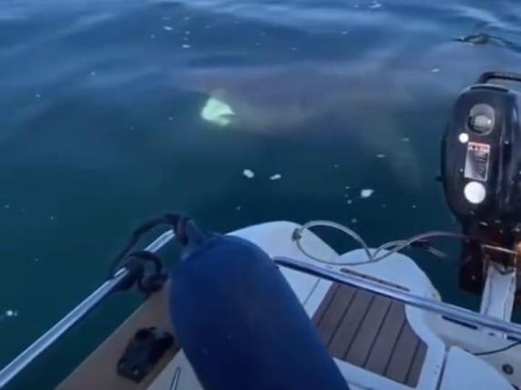 Avvistato uno squalo nel mare di Polignano: il video spopola sui social