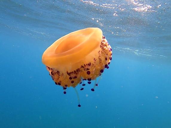Puglia, invasione di meduse: a Polignano la Cassiopea, nel Salento la pelagia noctiluca