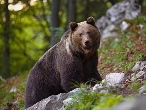 Un orso del Trentino