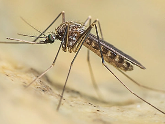 Il virus viene trasmesso dalle zanzare