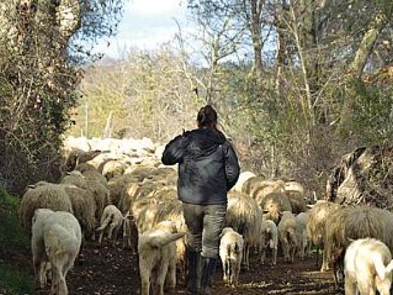 Arezzo, Nel Casentino La Prima Scuola Per Aspiranti Pastori | Corriere.it