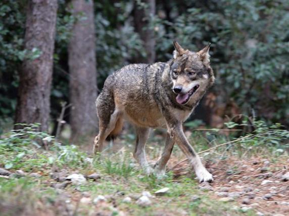Allarme lupi in Valdichiana: uccisi cani, pecore e altri animali. La paura dei residenti